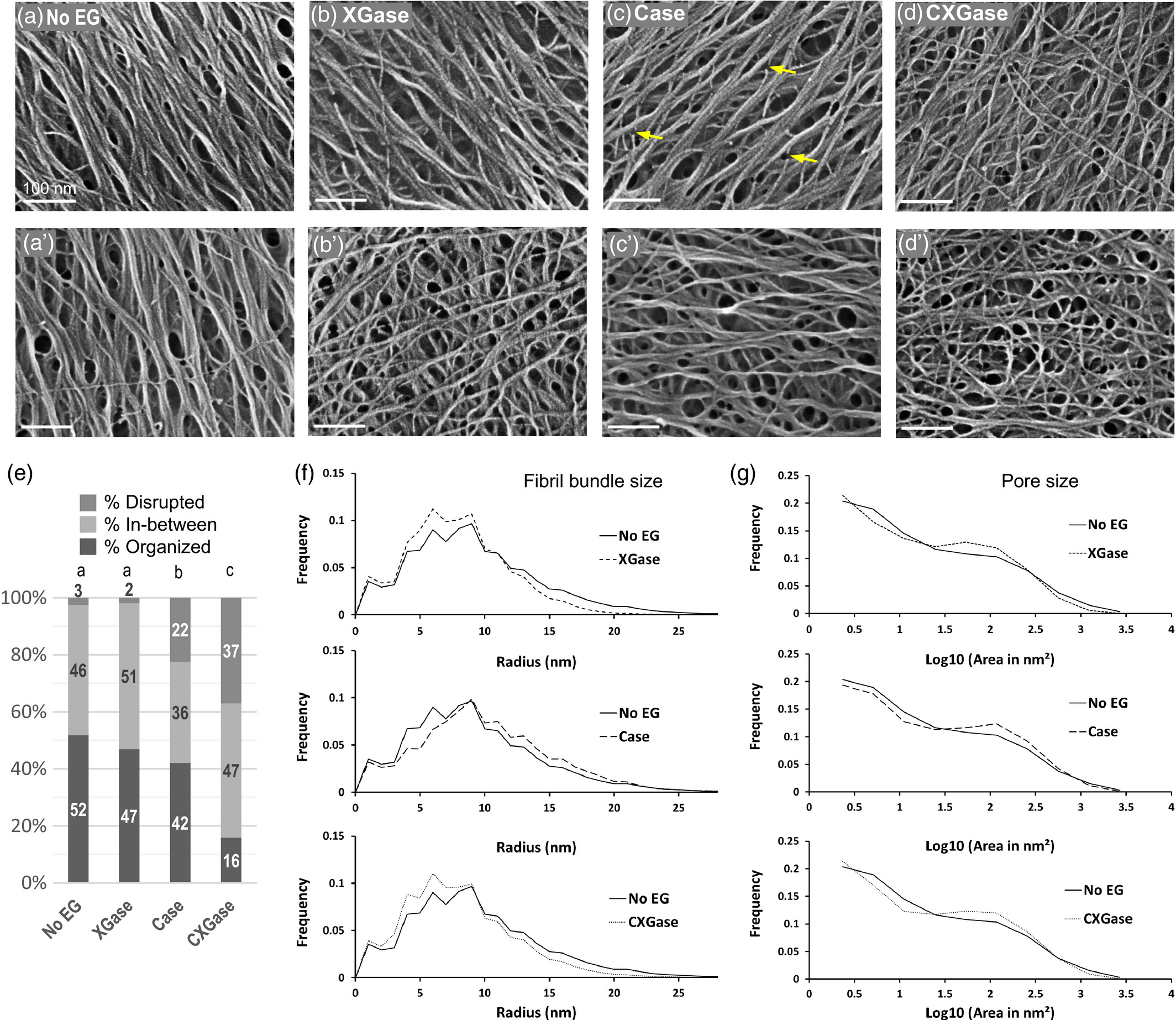 Cellulose microfibril structure in dragon fruit stem