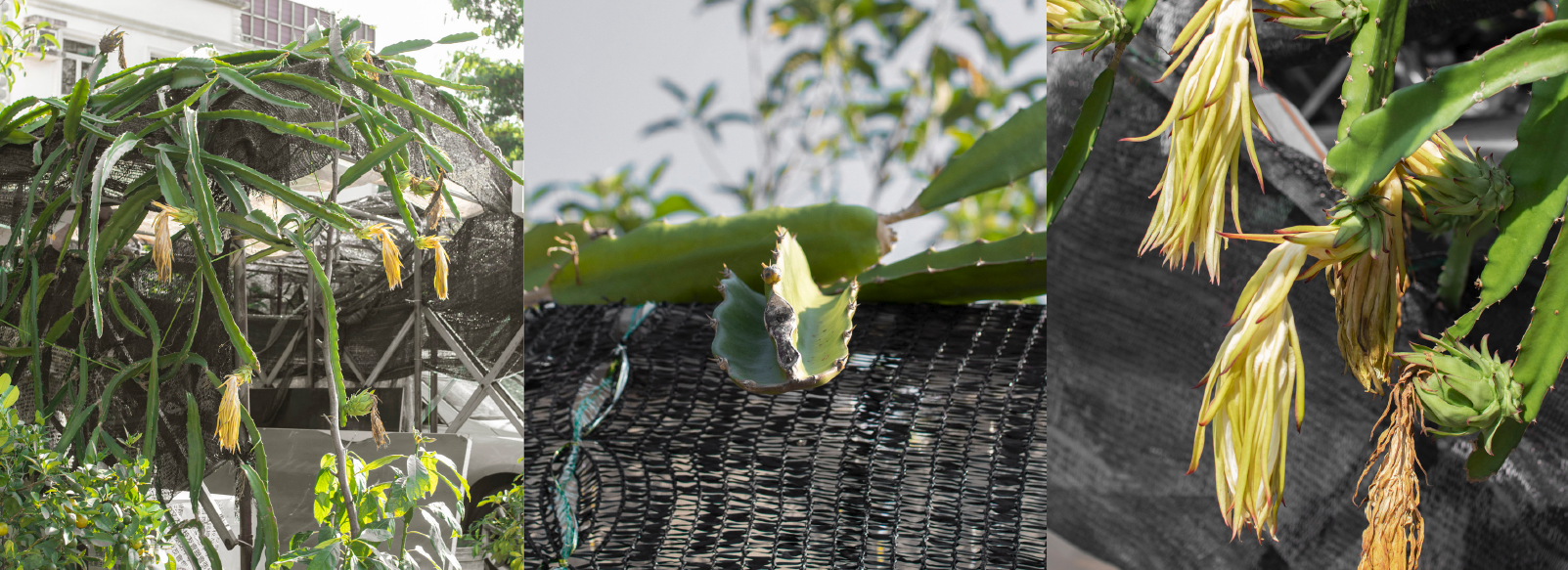 Dragon fruit plant and stem