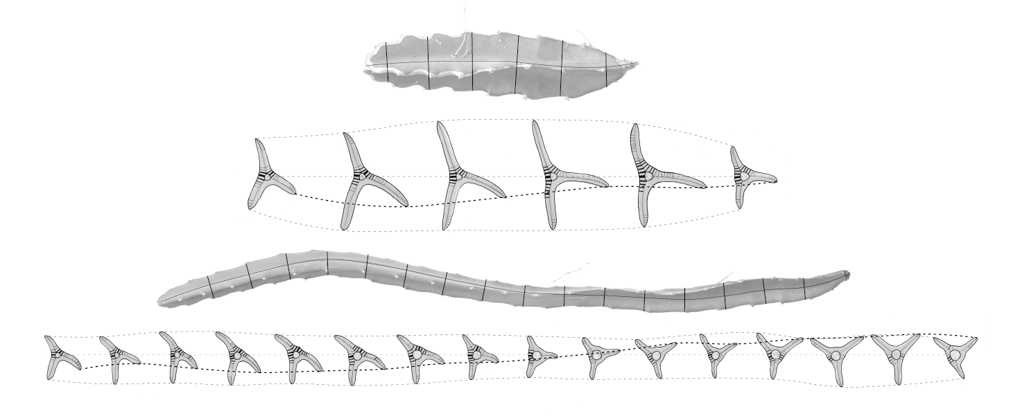 Dragon fruit stem cross-section to surface transformation diagram